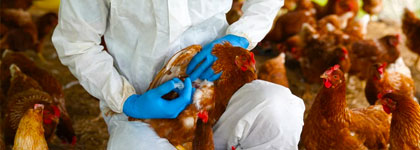 Avian Influenza Response