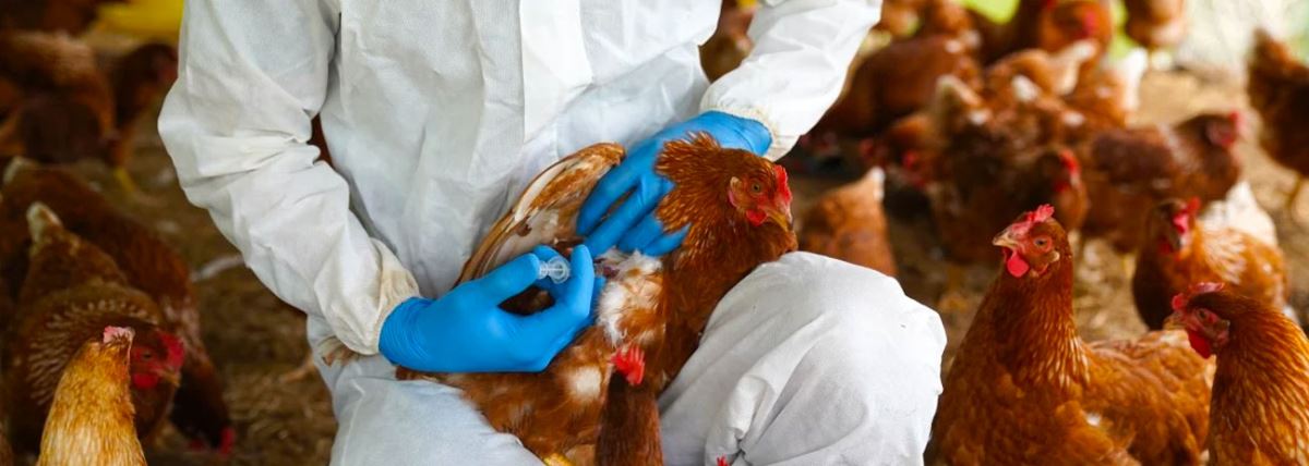 Avian Influenza Response 